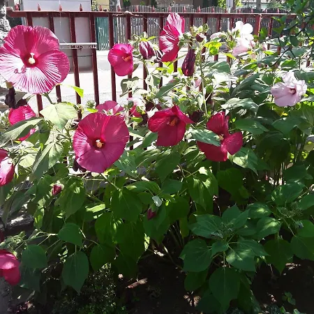 Mariella Villa Siófok